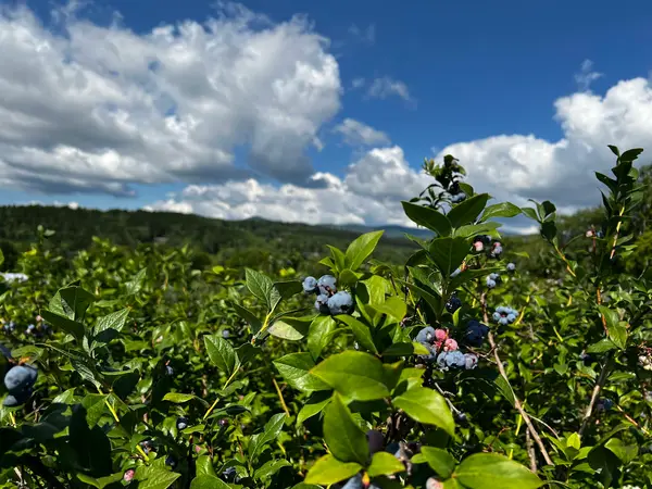 Boyd Family Farm, Wilmington, VT
