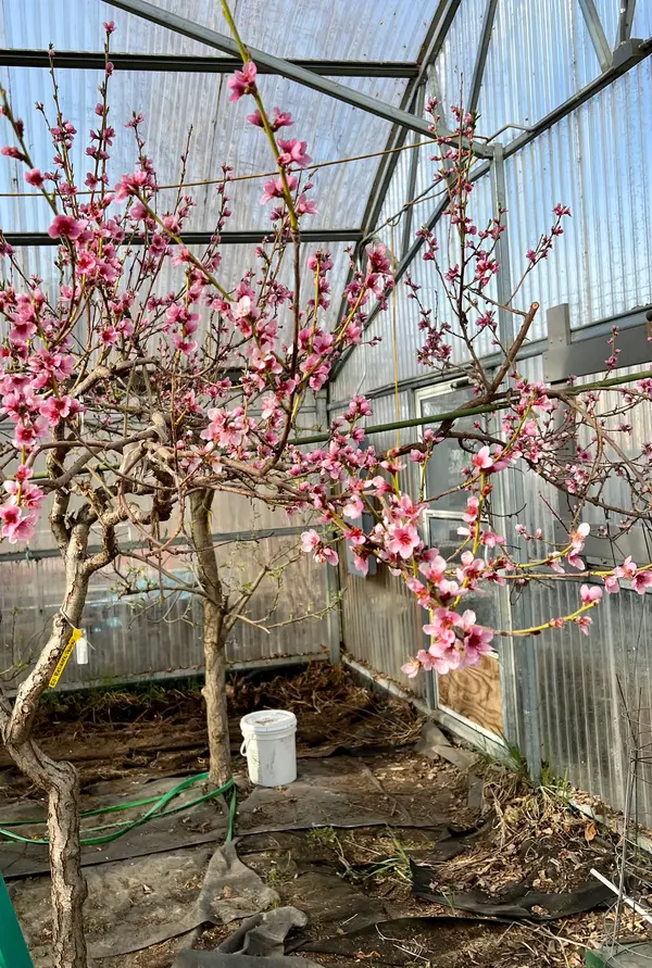Boyer’s Orchard and Greenhouse, Anchorage, AK