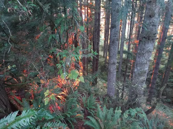 Bradley Trails ORV Area