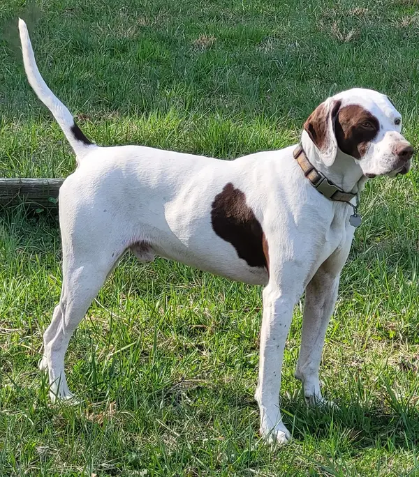 Branching Out Gamebirds & Hunting Preserve