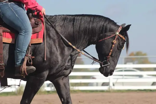 Bravehorse School of Horsemanship