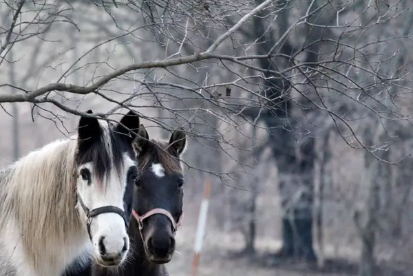 Breezy Bluff Riding Academy