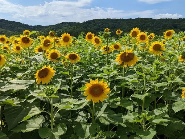 Brookdale Farms, Eureka, MO