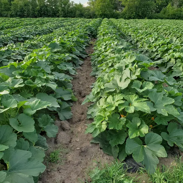 Brown Family Farm, Oak Park, MN