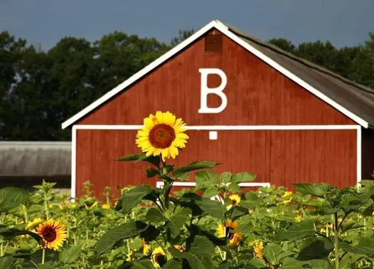 Brown's Harvest, Windsor, CT