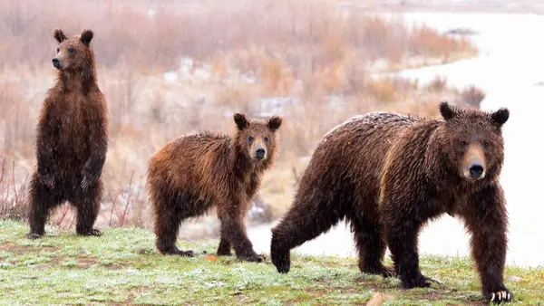 BrushBuck Wildlife Tours, Jackson, WY