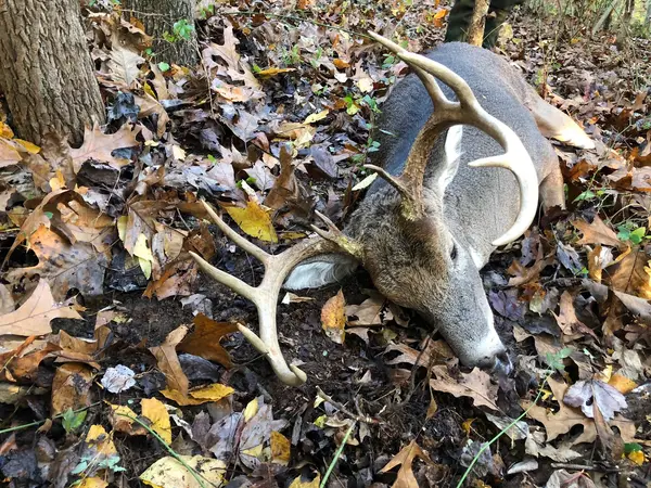 Buck Whisperer Outfitters llc.