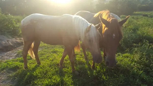 Bucks and Spurs Guest Ranch