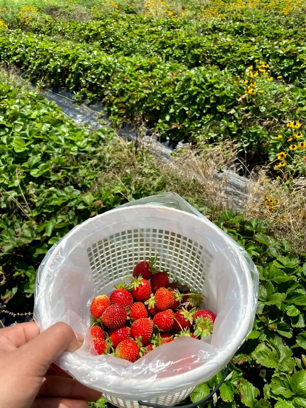Buffalo Creek Berry Farm, Mustang, OK