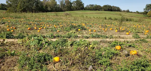 Buffalo Trail Orchard, Greeneville, TN