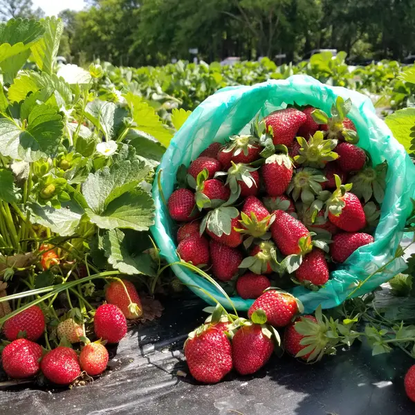 Bugby Plantation U-pick