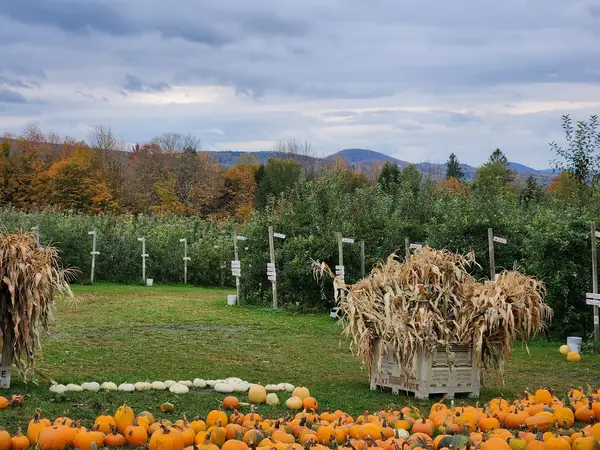 Burtt's Apple Orchard, Cabot, VT