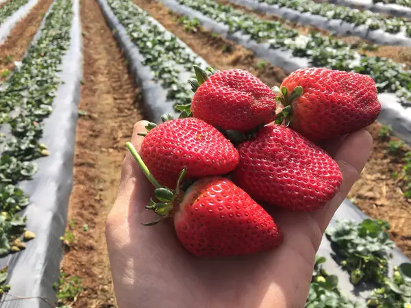 Bush-N-Vine Farm, York, SC