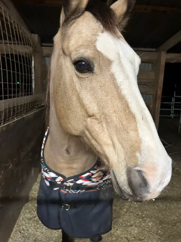 C & C Stables TX, photo 3