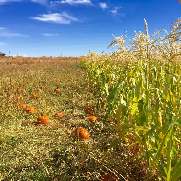 Cabalo's Orchard and Gardens, Kuna, ID