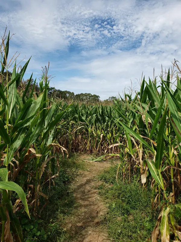Cajun Country Corn Home of Louisiana Maze LLC, Amite City, LA