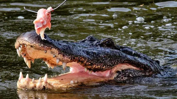 Cajun Man's Swamp Tours and Adventures LLC, Morgan City, LA