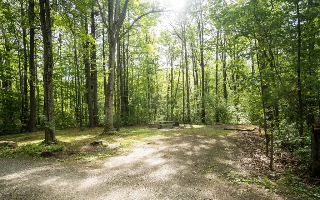 Blueberry Patch Campground, a Forest Service campground
