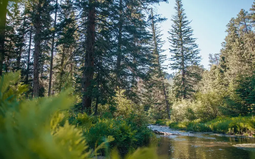 Boxelder Forks Campground, a Forest Service campground