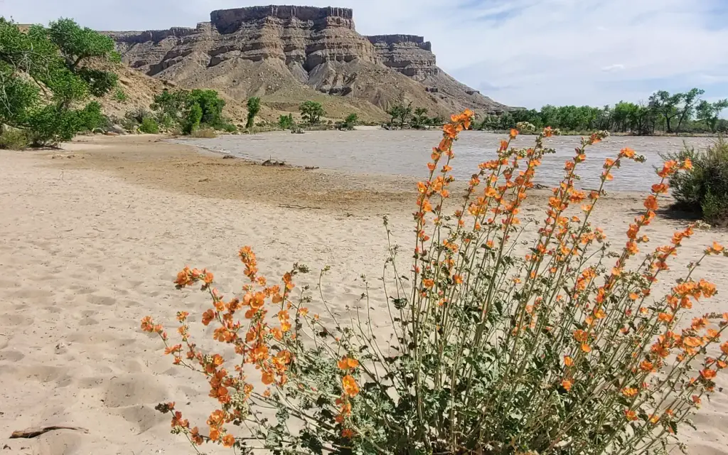 Swasey's Beach Campground, a BLM campground