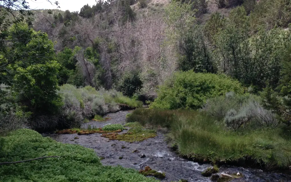 Clover Springs Campground, a BLM campground