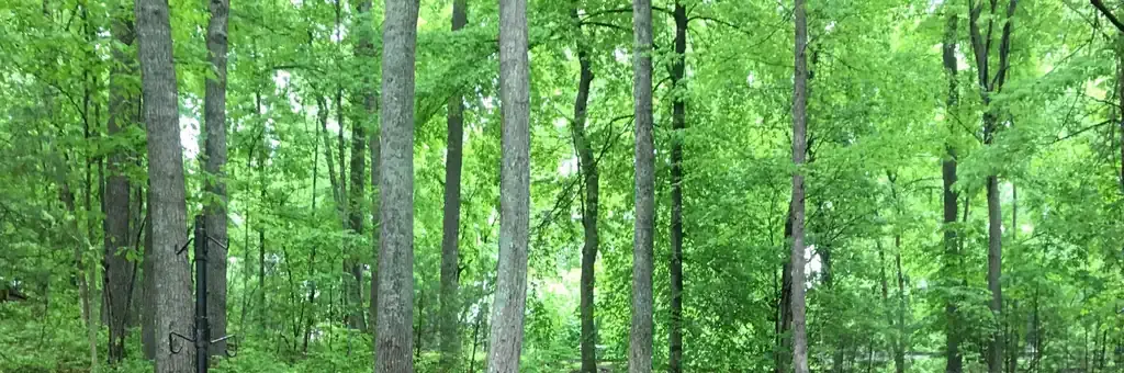 Cardens Bluff Campground, a Forest Service campground