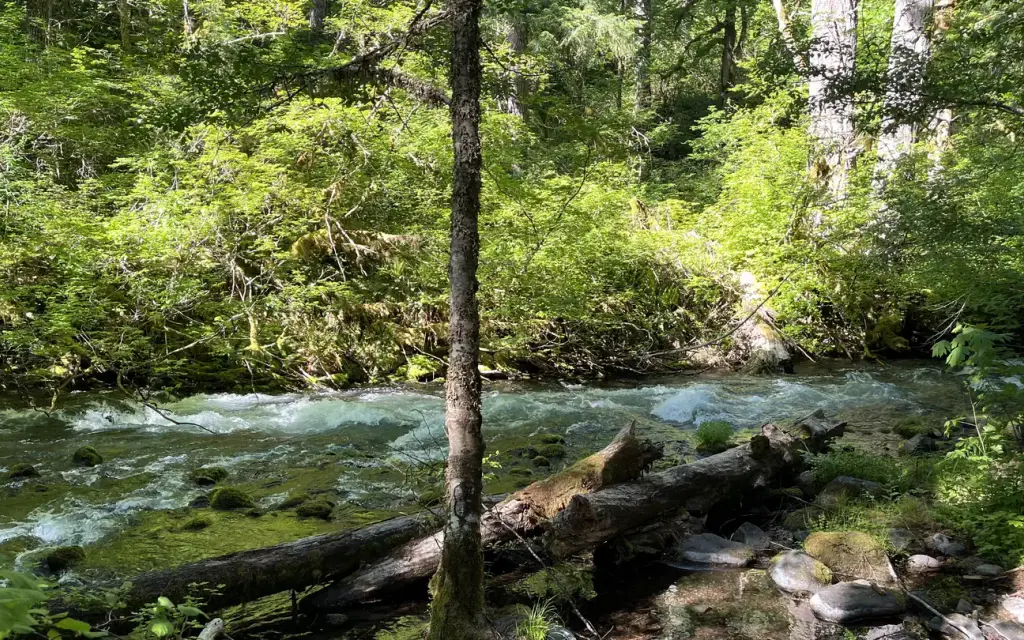 Roaring River (Group), a Forest Service group camp