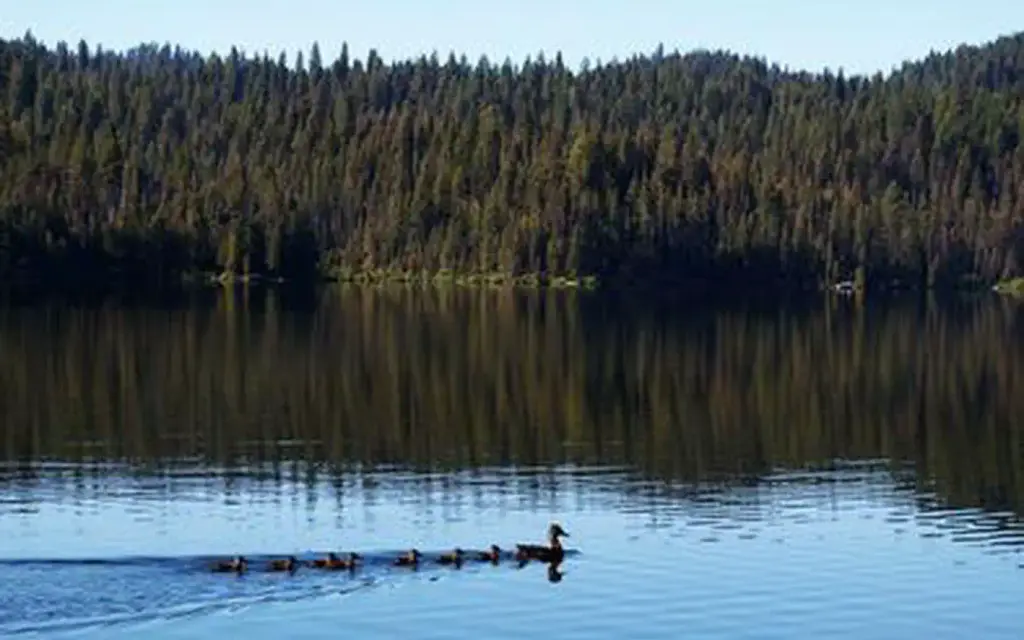Sagehen Creek, a Forest Service campground
