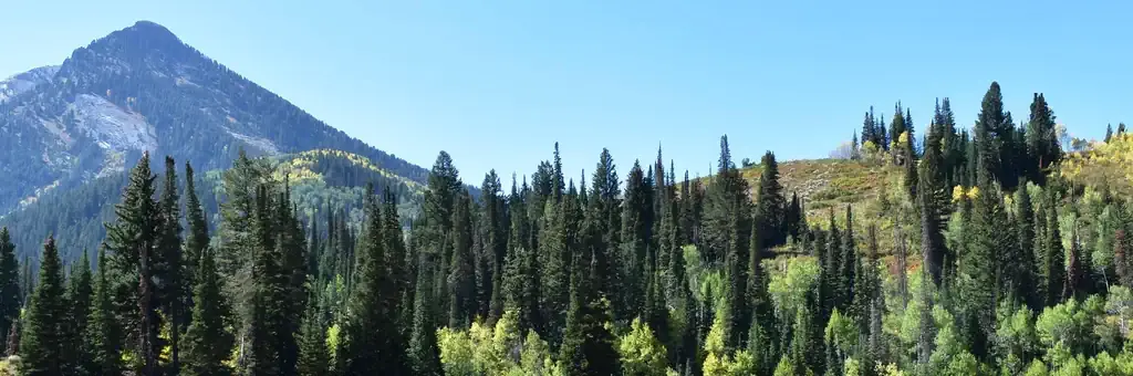 Spruces - Big Cottonwood, a Forest Service campground