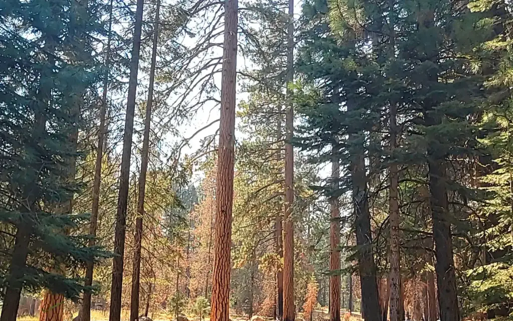 Almanor, a Forest Service campground