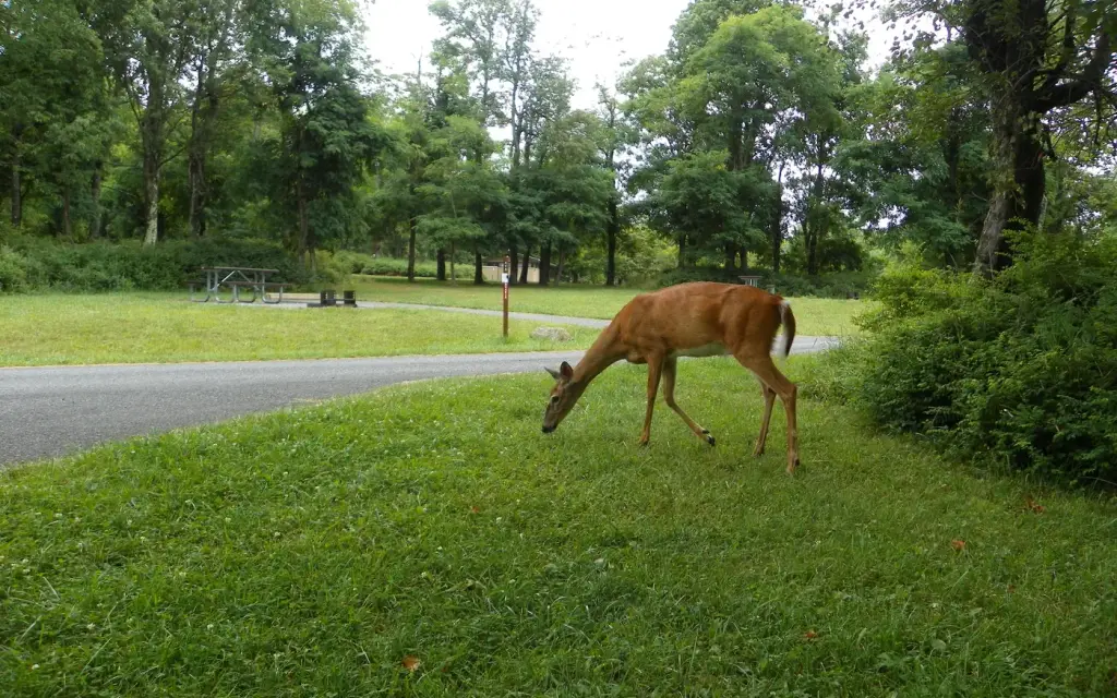 Big Meadows Campground - Shenandoah, a National Park Service campground