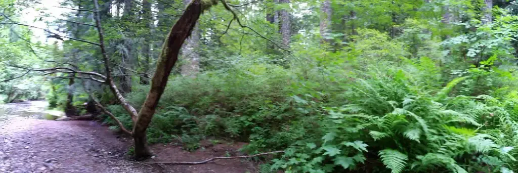 Moss Creek campground, a Forest Service campground