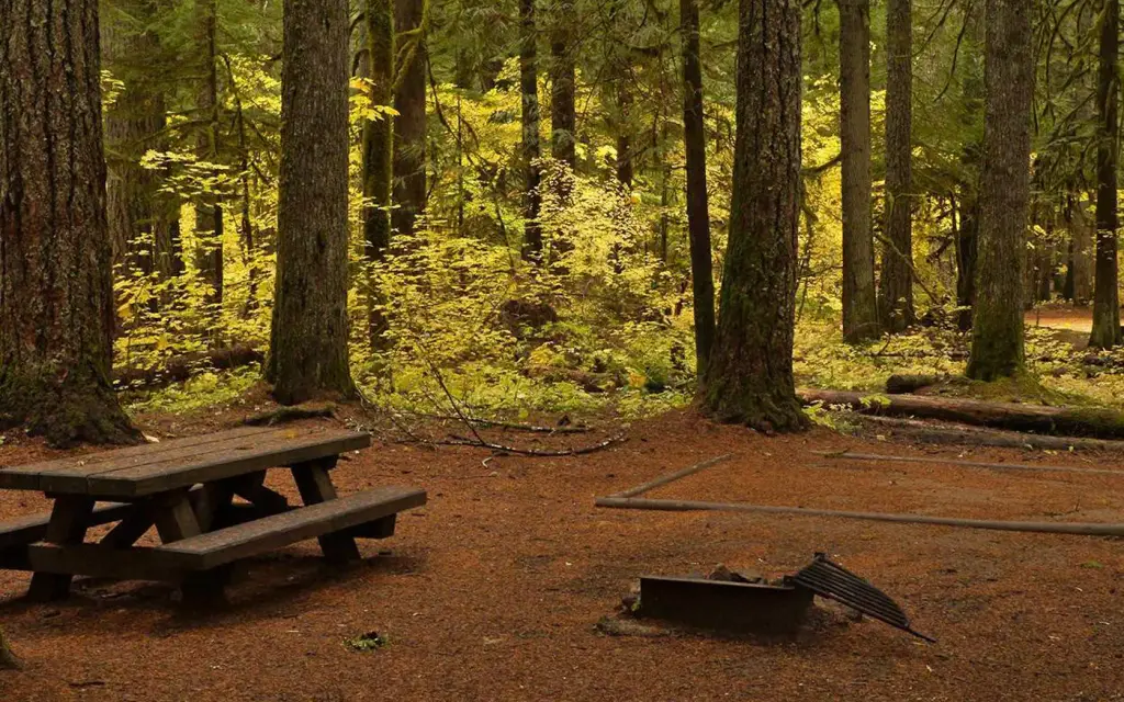 Paradise Creek campground, a Forest Service campground