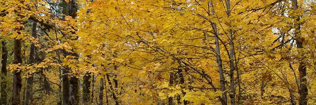 Beaver Campground, a Forest Service campground