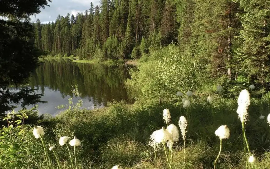 Lake Inez Point 6 (Group Camp Site), a Forest Service campground