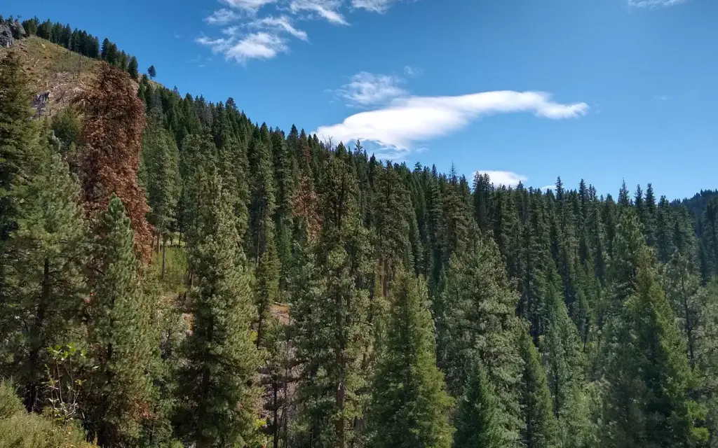 Deer Park Cabin, a Forest Service cabin rental