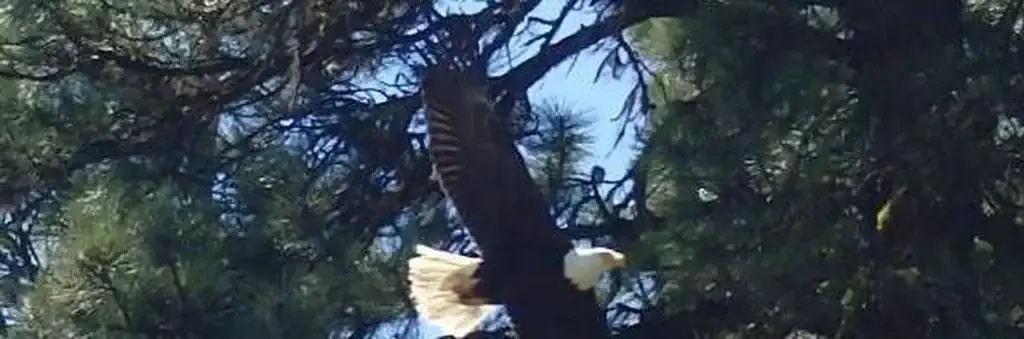 Cottonwood Campground - Naches River, a Forest Service campground