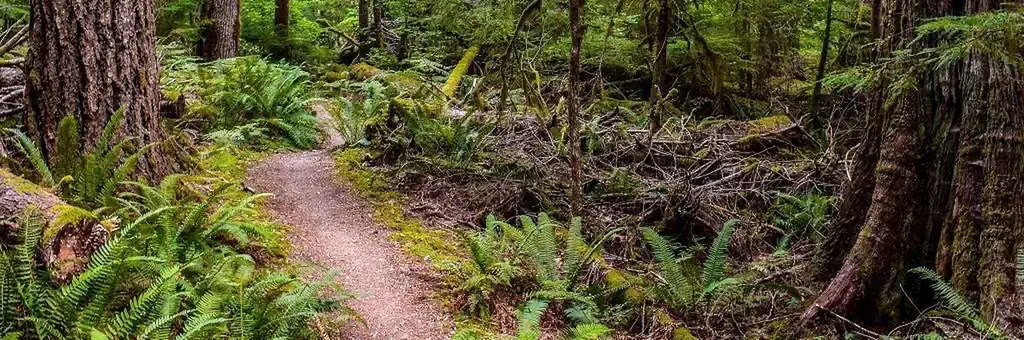 Newhalem Creek Campground, a National Park Service campground