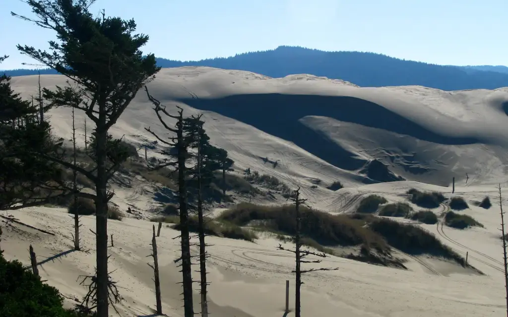 Siltcoos Sand Camping, a Forest Service campground