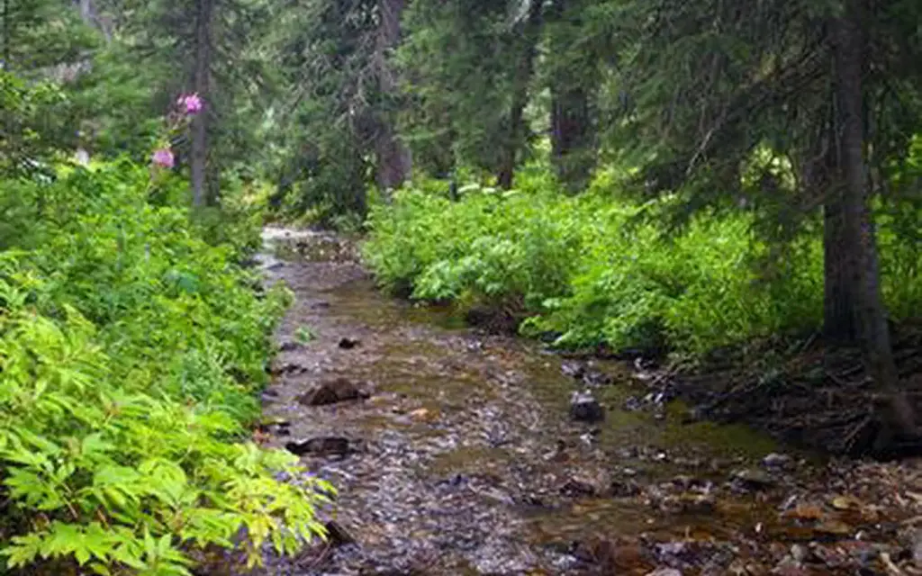 Cottonwood Group Campsite, a Forest Service group camp