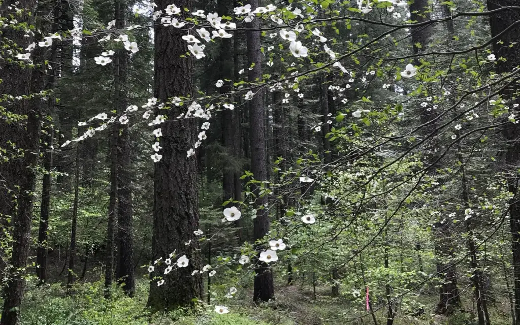 Skillman, a Forest Service campground