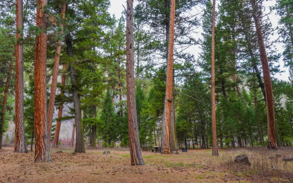 Alta Campground, a Forest Service campground