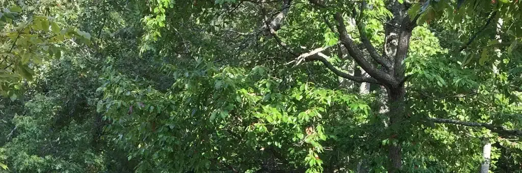 Chilhowee Group Camp, a Forest Service group camp
