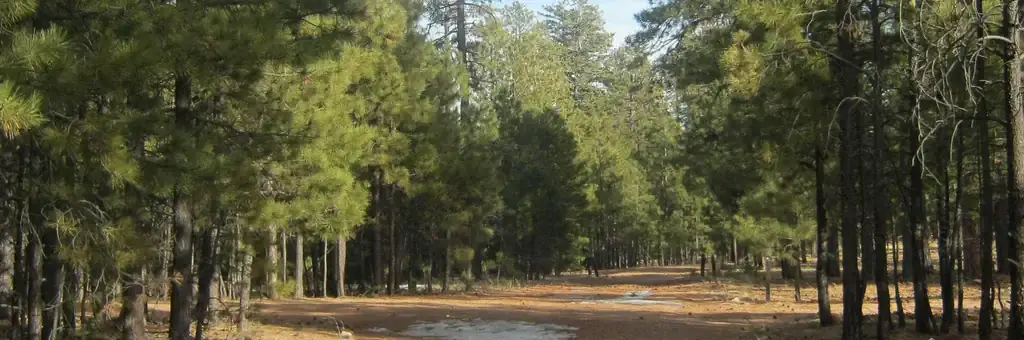 Black Canyon Rim Campground, a Forest Service campground