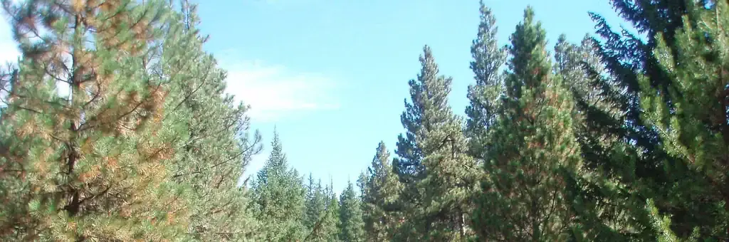 Kaner Flat Campground, a Forest Service campground