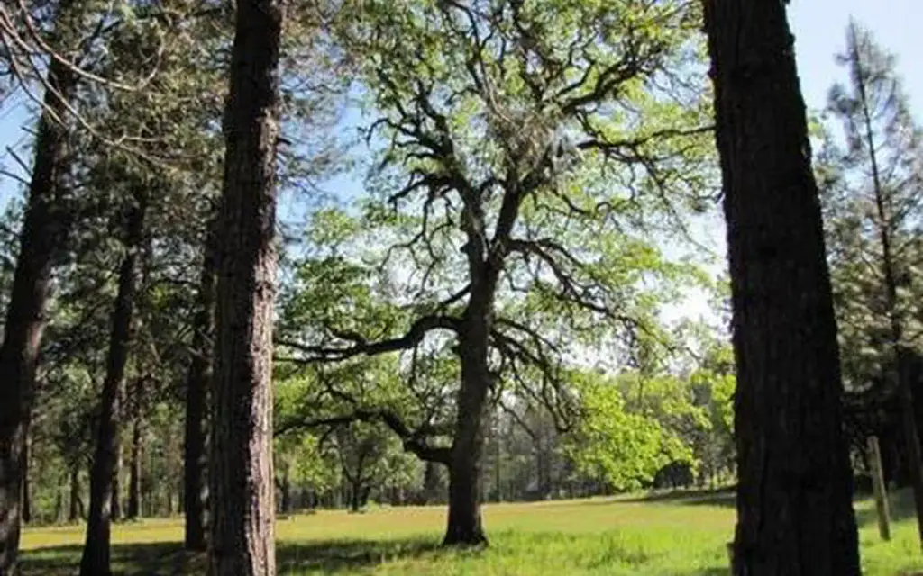 Flumet Flat Group Campground, a Forest Service group camp