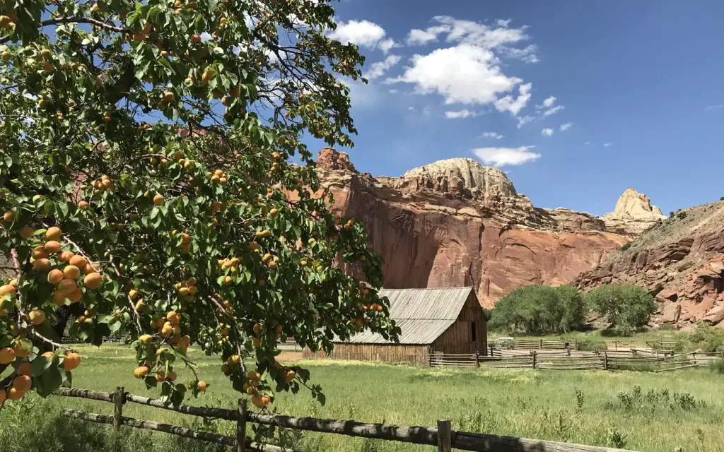 Capitol Reef Group Campground, a National Park Service group camp