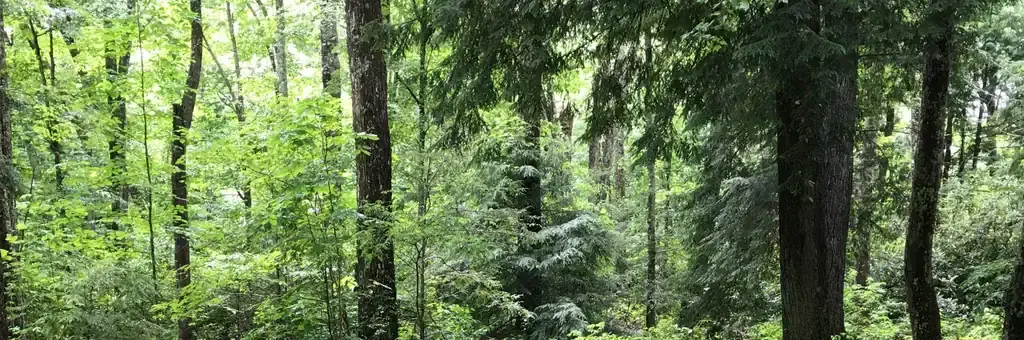 Dennis Cove Campground, a Forest Service campground