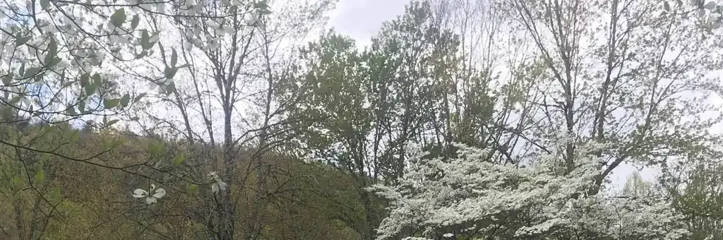 Rocky Bluff Campground, a Forest Service campground