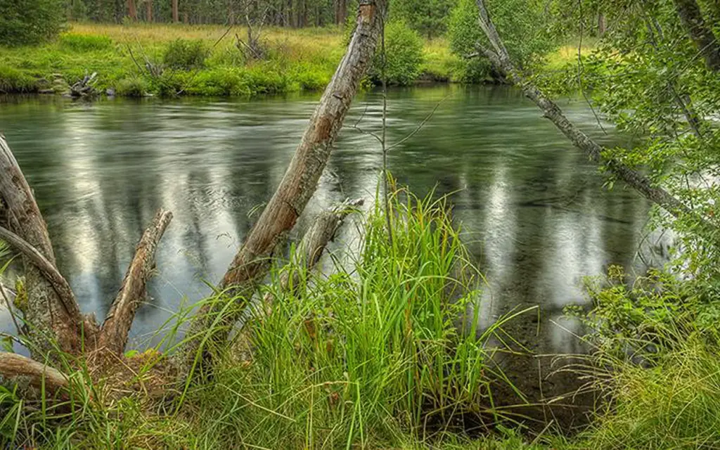 Allingham Campground, a Forest Service campground